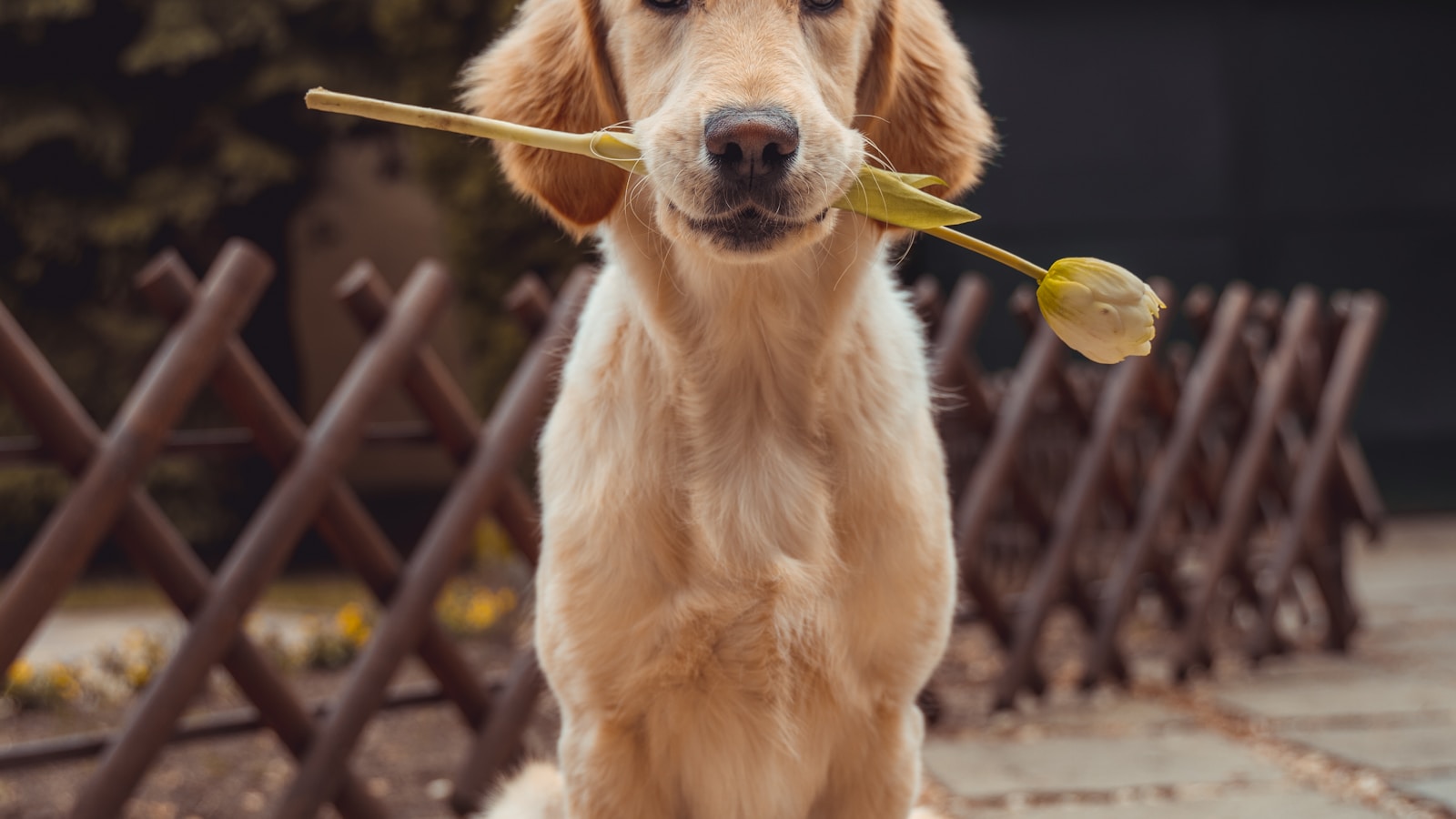 Your First 24 Hours With a New Puppy - Dog Life Made Simple