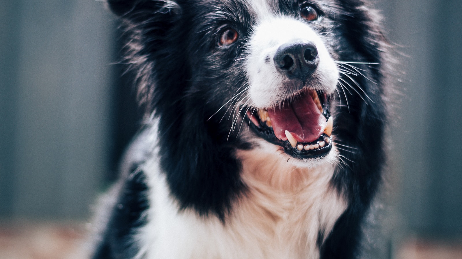 The Complete New Puppy Shopping List - Dog Life Made Simple