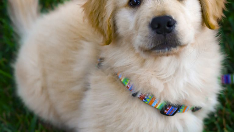 How to Puppy-Proof Every Room in Your Home - Dog Life Made Simple