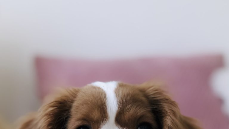 A Realistic First-Week Puppy Schedule - Dog Life Made Simple