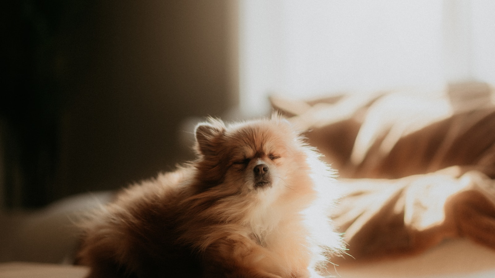 How to Choose the Right Crate Size for a Puppy - Dog Life Made Simple