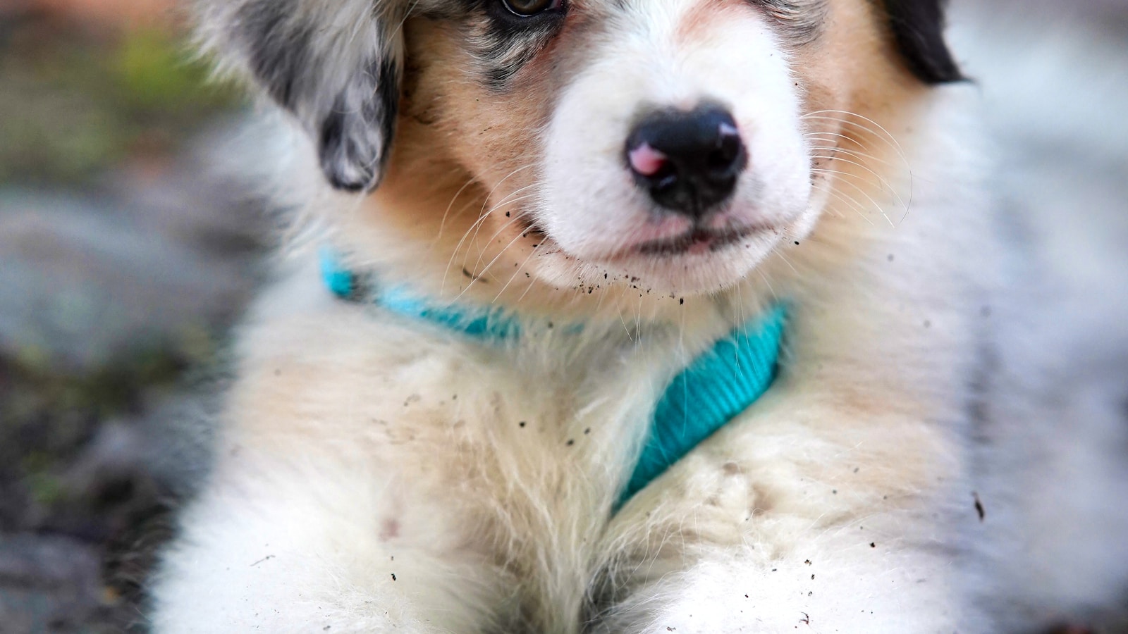 Where Should a New Puppy Sleep at Night? - Dog Life Made Simple