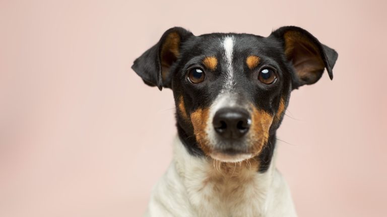 The First Vet Visit: What New Puppy Owners Should Bring - Dog Life Made Simple