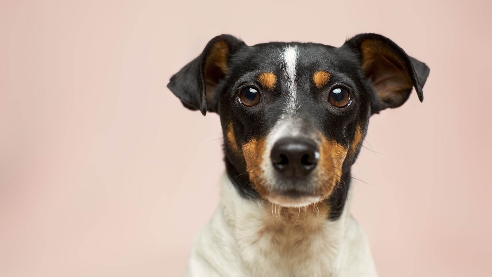 The First Vet Visit: What New Puppy Owners Should Bring - Dog Life Made Simple