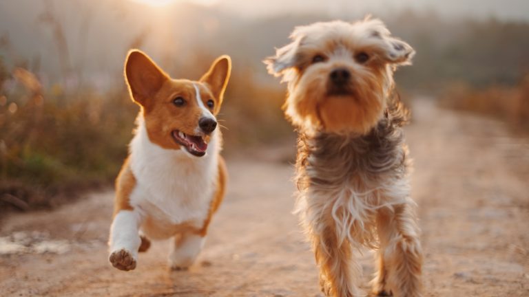 How to Introduce a Puppy to Children Calmly - Dog Life Made Simple