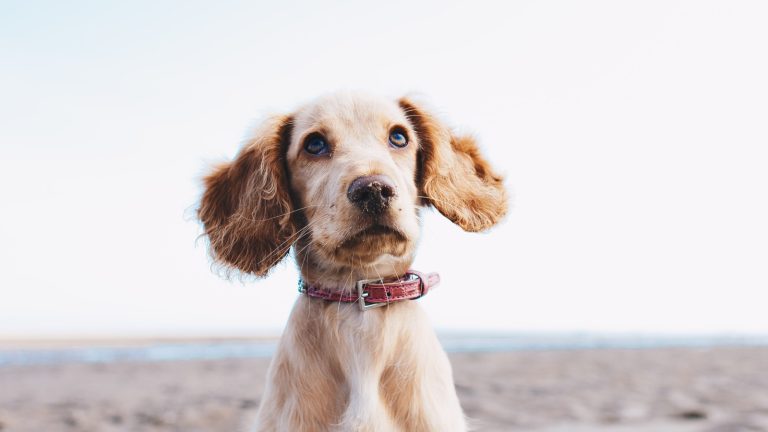 New Puppy Mistakes That Make the First Month Harder - Dog Life Made Simple