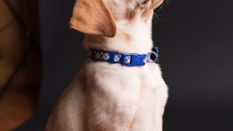 A Simple Puppy Potty-Training Schedule by Age - Dog Life Made Simple