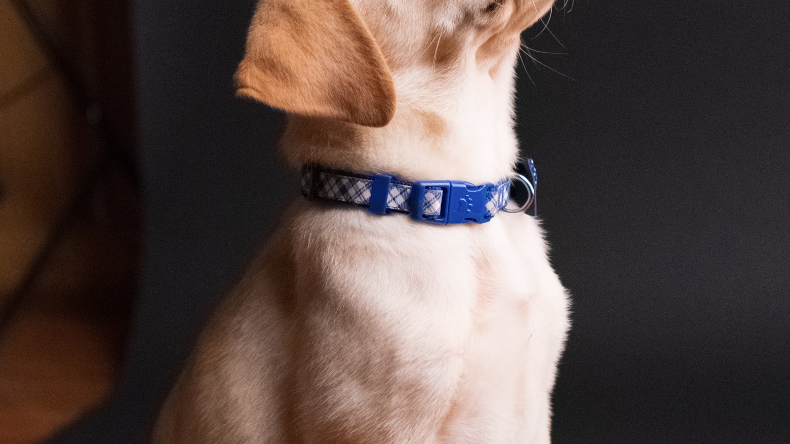 A Simple Puppy Potty-Training Schedule by Age - Dog Life Made Simple