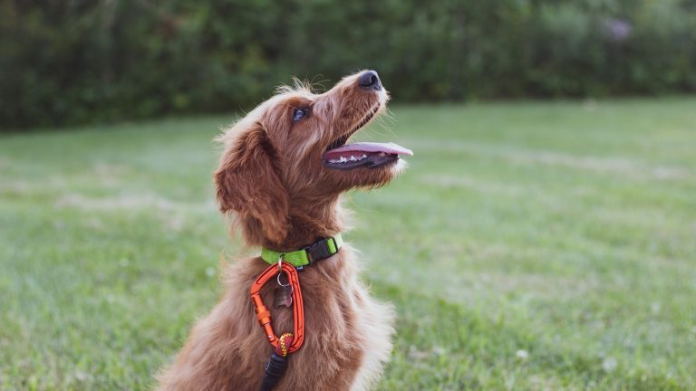 Why Your Puppy Keeps Having Accidents Indoors - Dog Life Made Simple