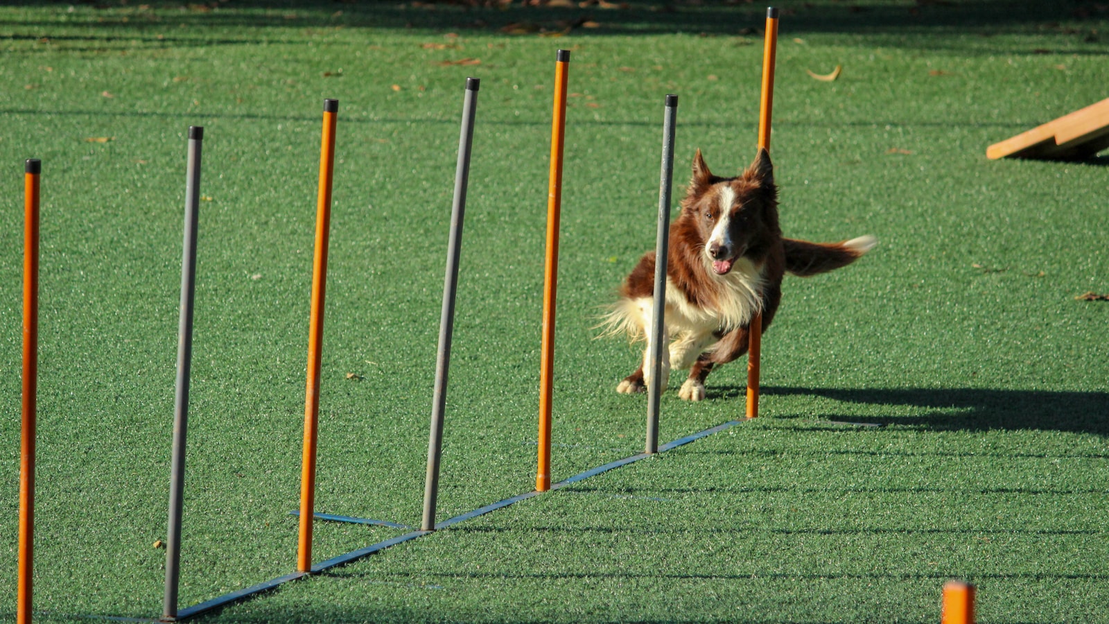 How to Crate-Train a Puppy Without Rushing - Dog Life Made Simple