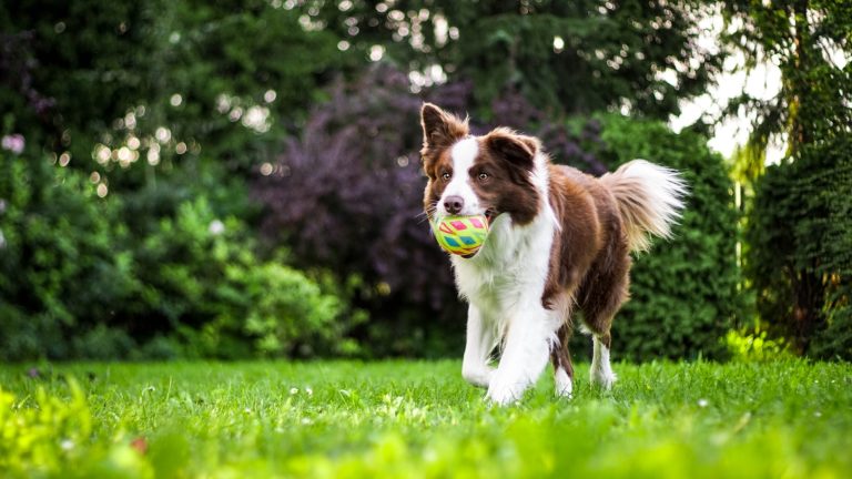 The First Five Cues Every Puppy Should Learn - Dog Life Made Simple