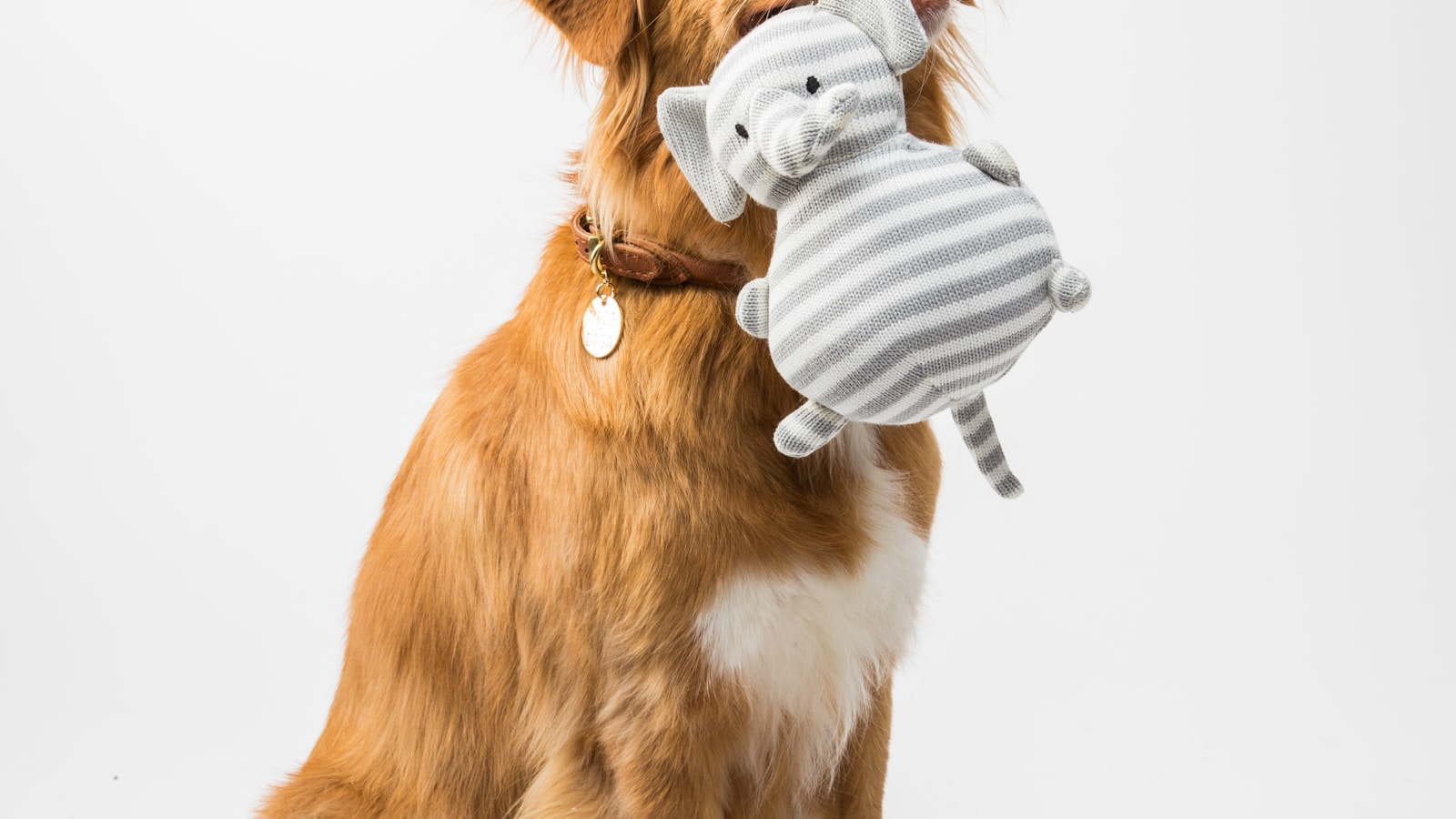 How to Teach a Puppy to Come When Called - Dog Life Made Simple