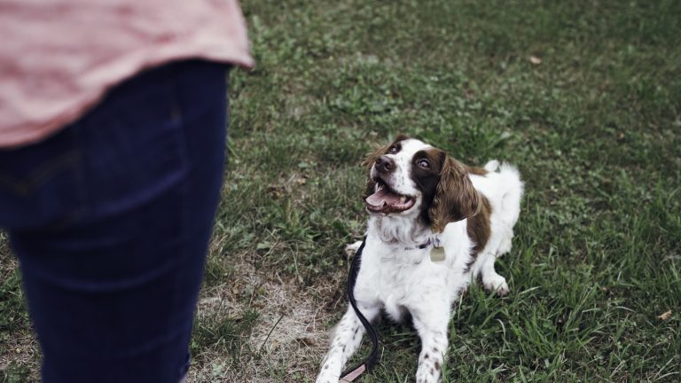 How to Stop Puppy Biting Without Scaring Your Dog - Dog Life Made Simple