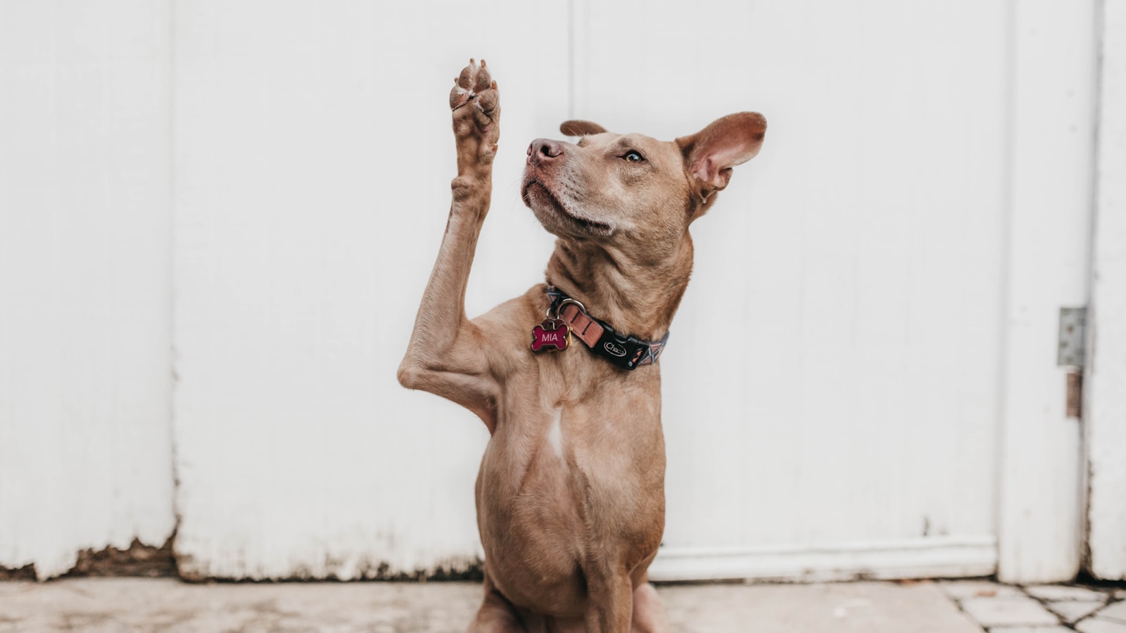 Loose-Leash Walking for Complete Beginners - Dog Life Made Simple