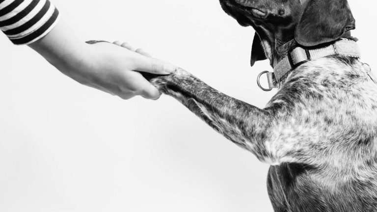 How to Teach Leave It and Drop It - Dog Life Made Simple