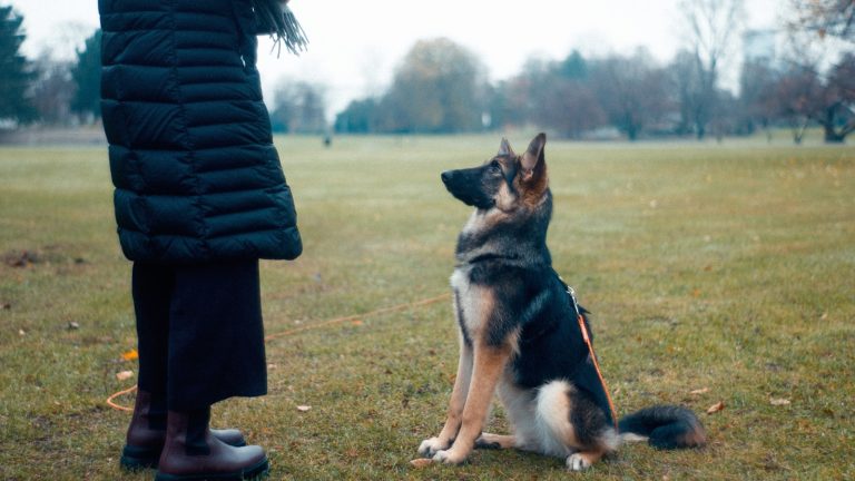 A Five-Minute Daily Puppy Training Routine - Dog Life Made Simple