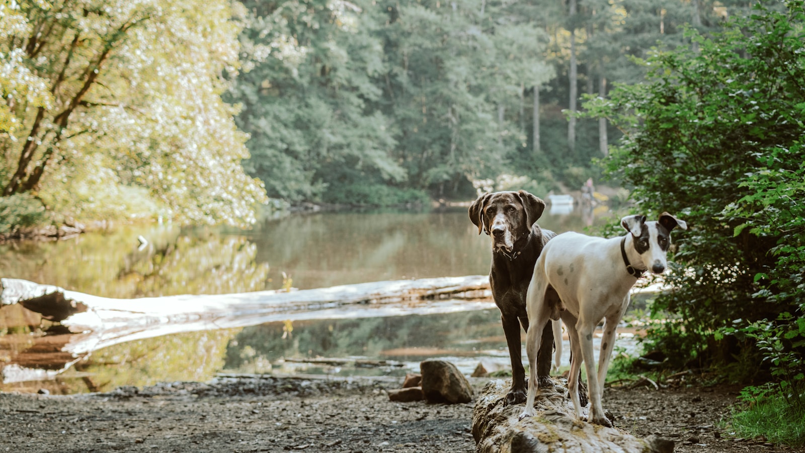 How to Socialize a Puppy Before Vaccinations Are Complete - Dog Life Made Simple