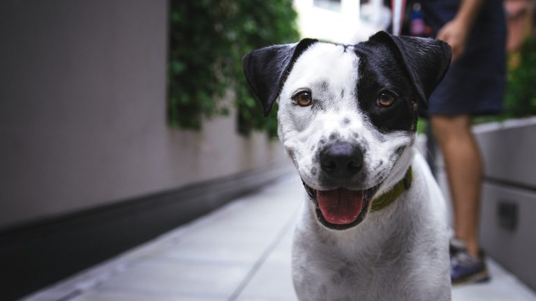 How to Build Calm Behavior Around Visitors - Dog Life Made Simple