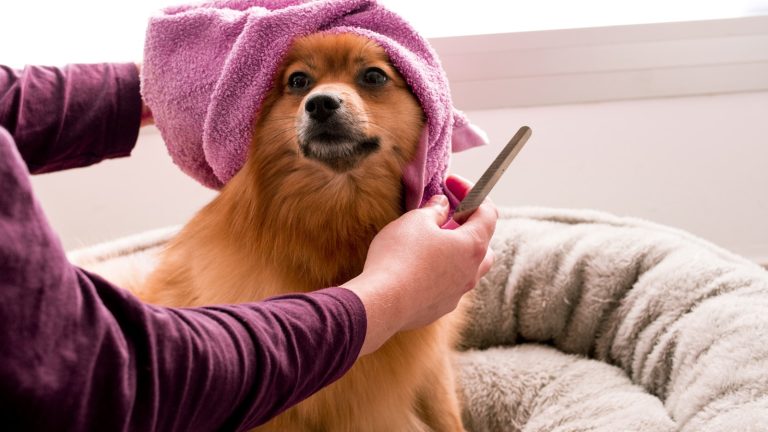 How Often Should You Bathe Your Dog? - Dog Life Made Simple