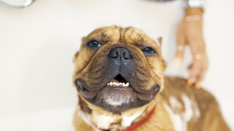 A Beginner’s Guide to Brushing Different Dog Coats - Dog Life Made Simple