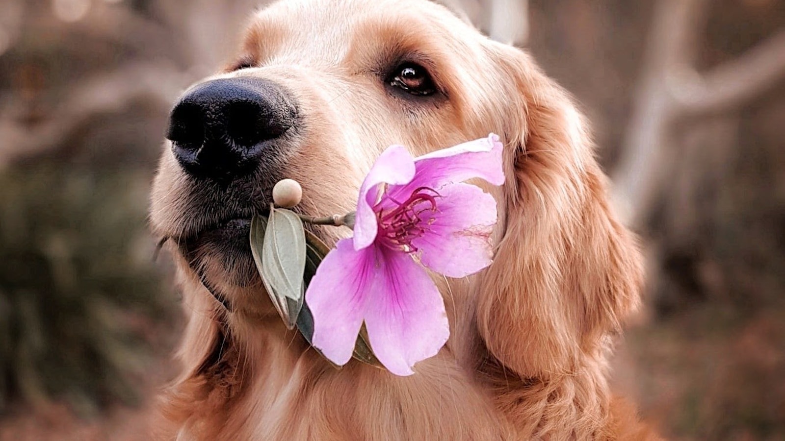 How to Introduce Nail Care Without a Battle - Dog Life Made Simple