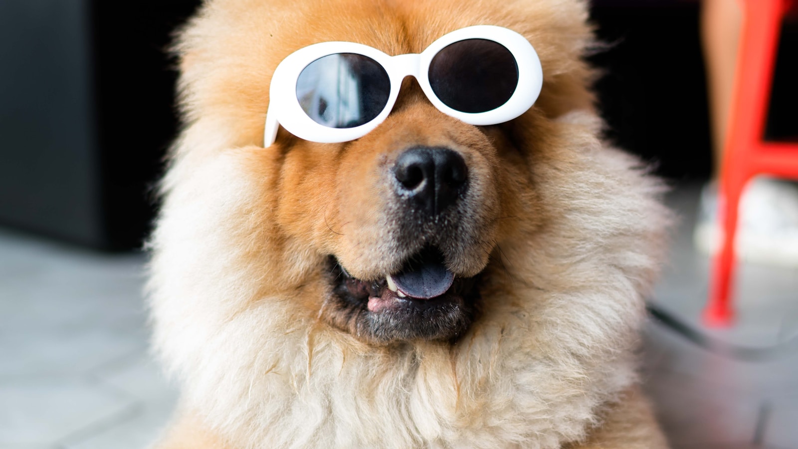 How to Brush Your Dog’s Teeth at Home - Dog Life Made Simple