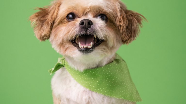 The Weekly Dog-Care Routine That Prevents Chaos - Dog Life Made Simple