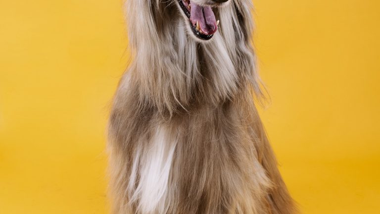 How to Check Your Dog’s Ears, Paws and Skin - Dog Life Made Simple