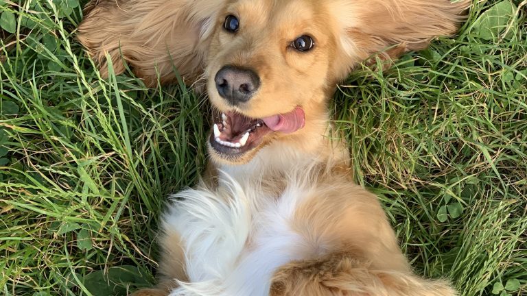 A Simple Grooming Schedule for Busy Dog Owners - Dog Life Made Simple