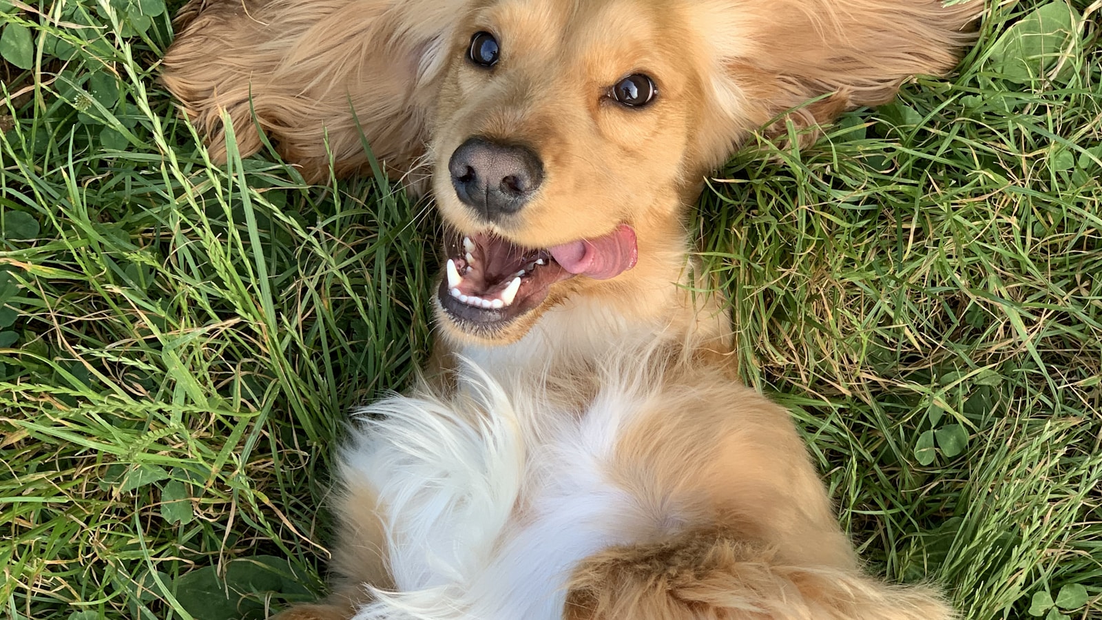 A Simple Grooming Schedule for Busy Dog Owners - Dog Life Made Simple