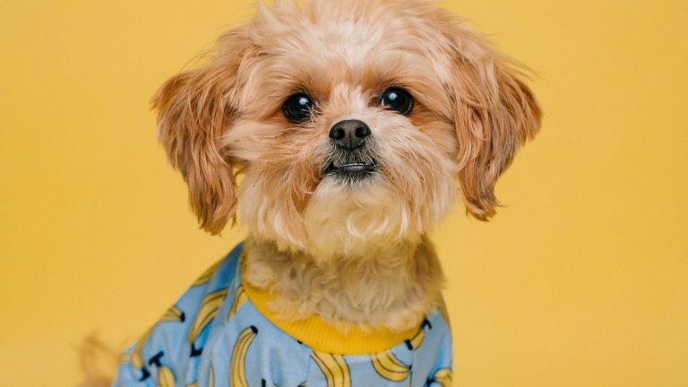 How to Make Home Grooming Less Stressful - Dog Life Made Simple