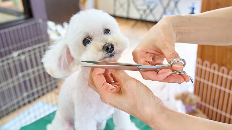 What Belongs in Your Dog’s Health Record - Dog Life Made Simple