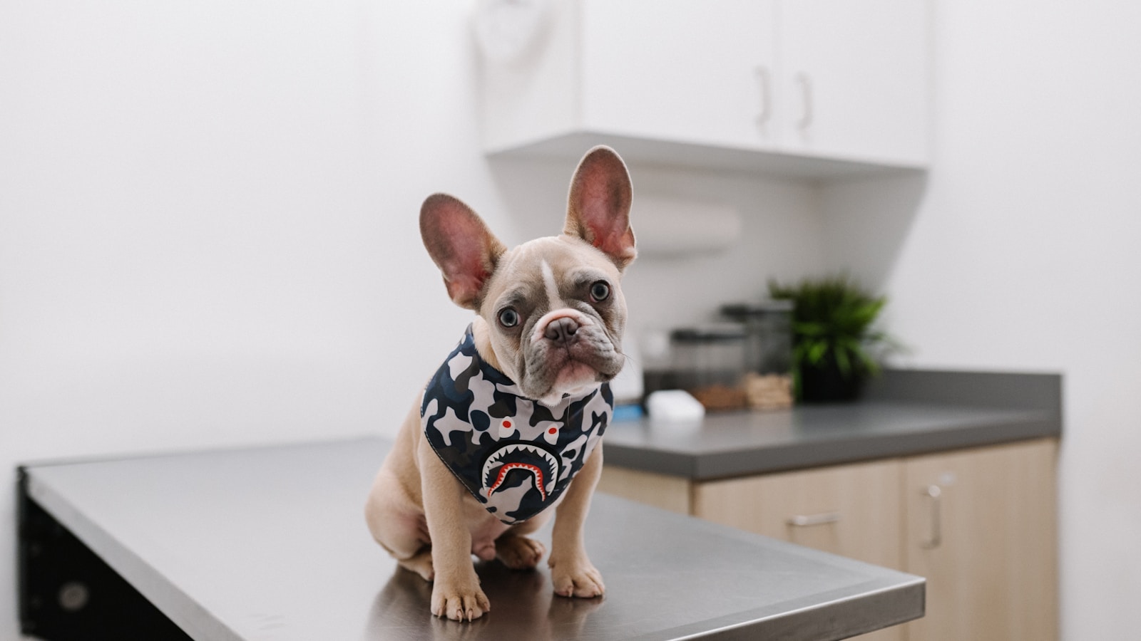 What to Put in a Dog First-Aid Kit - Dog Life Made Simple