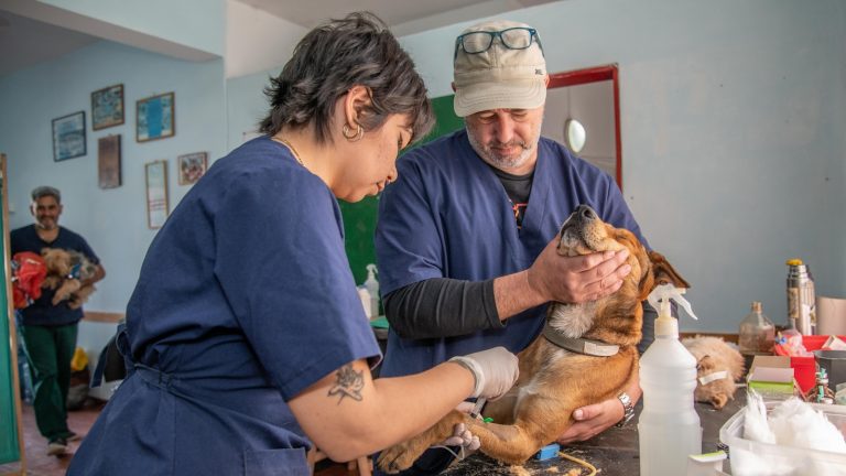 How to Prepare a Dog Emergency Grab-and-Go Bag - Dog Life Made Simple