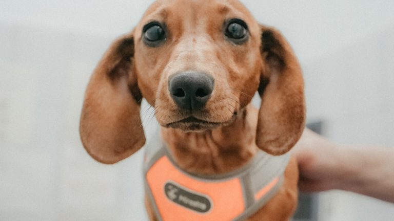 How to Make a Lost-Dog Action Plan Before You Need It - Dog Life Made Simple