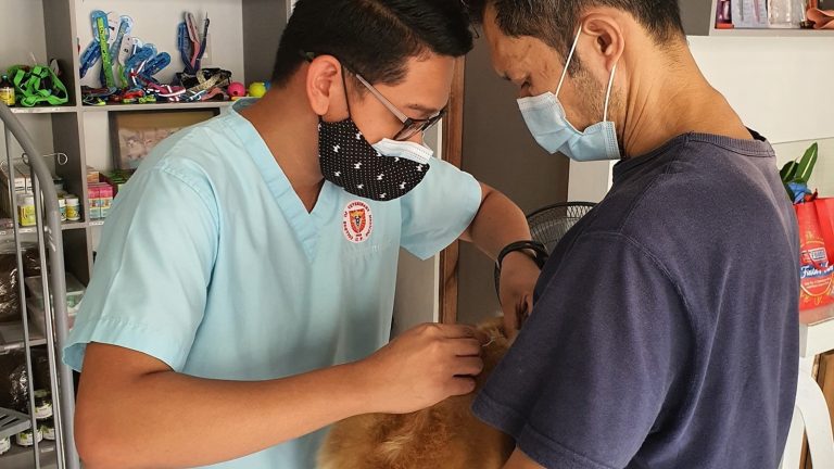 How to Prepare Your Dog for Storms and Evacuations - Dog Life Made Simple