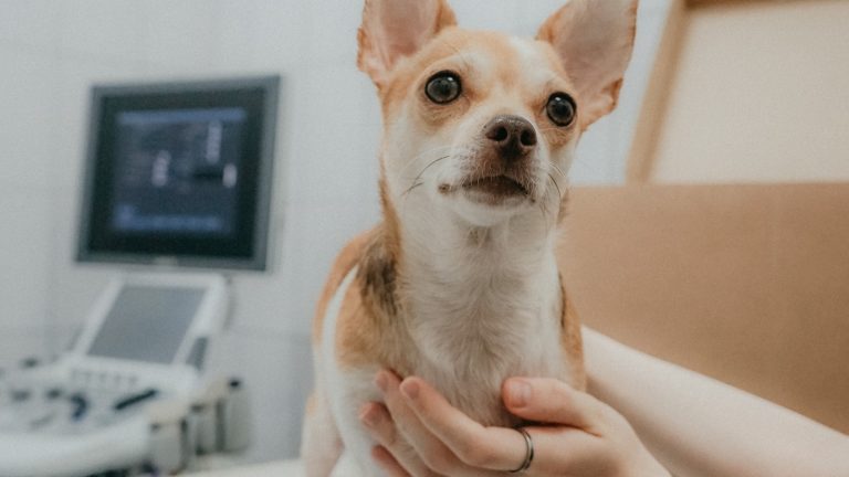 A Pet-Sitter Information Sheet That Covers Everything - Dog Life Made Simple