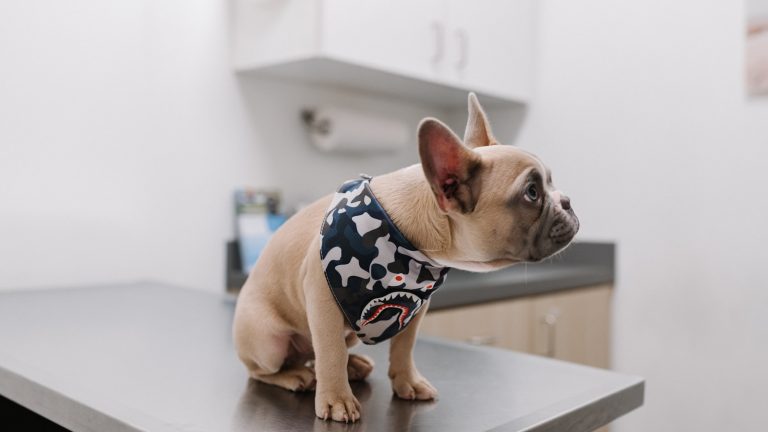How to Store Dog Medications and Records Safely - Dog Life Made Simple