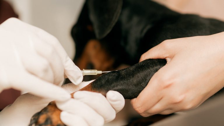 The Annual Dog Wellness Checklist - Dog Life Made Simple