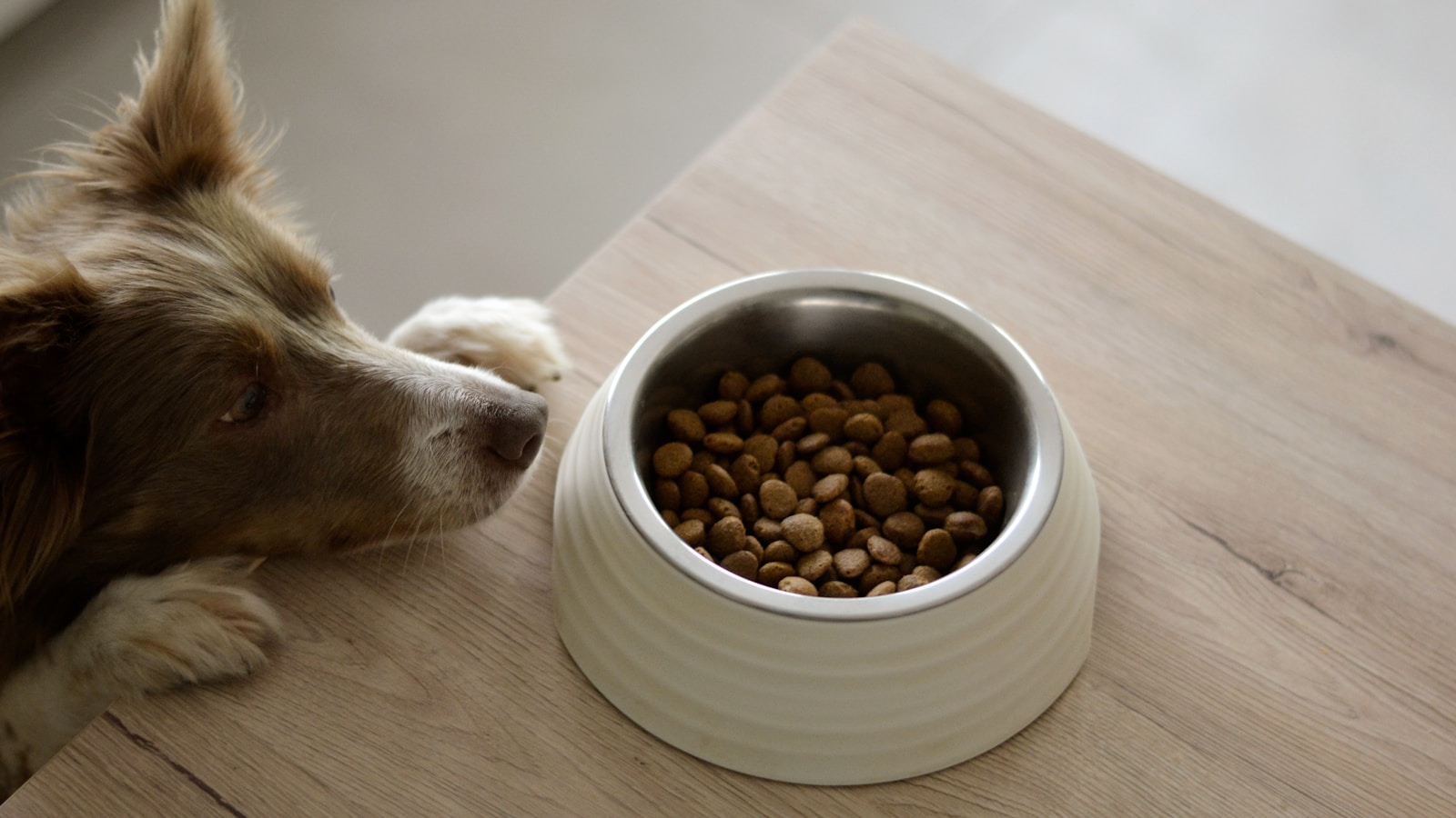 How to Create a Consistent Dog Feeding Schedule - Dog Life Made Simple