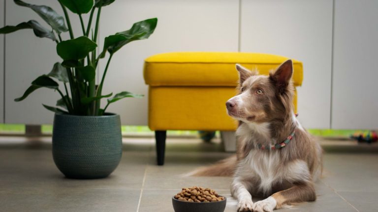 Slow Feeders, Puzzle Bowls and When They Help - Dog Life Made Simple