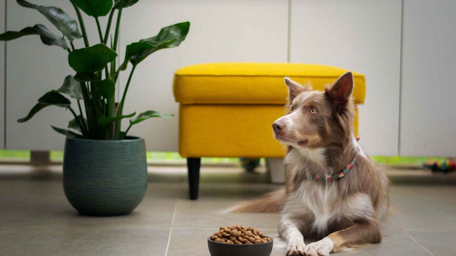 Slow Feeders, Puzzle Bowls and When They Help - Dog Life Made Simple
