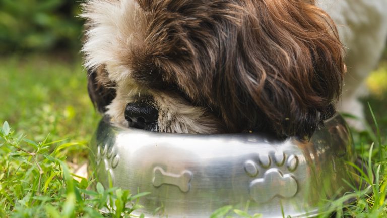How to Store Dry Dog Food Properly - Dog Life Made Simple