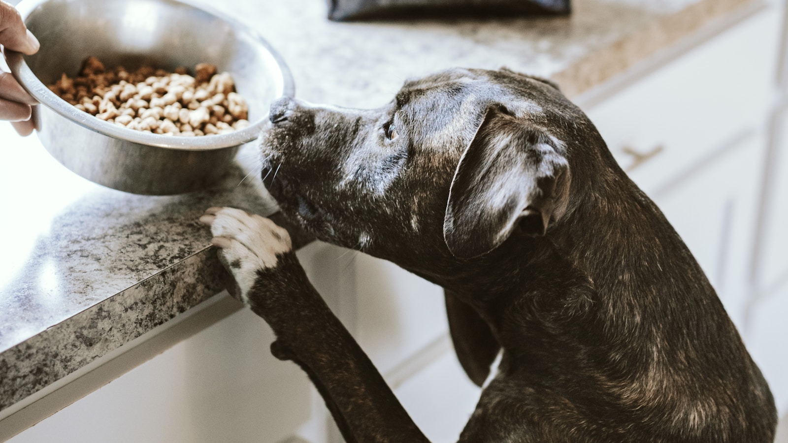 How to Change Dog Food Gradually - Dog Life Made Simple