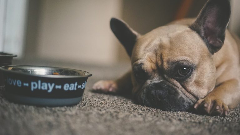 Healthy Treat Habits for Training and Everyday Life - Dog Life Made Simple