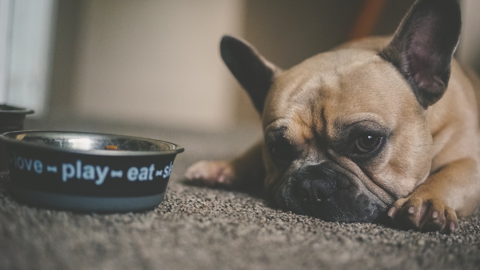 Healthy Treat Habits for Training and Everyday Life - Dog Life Made Simple