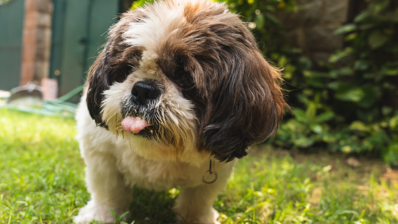 How to Track Your Dog’s Weight at Home - Dog Life Made Simple