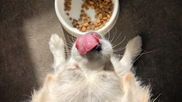 Why Your Dog Eats Too Fast and Practical Ways to Slow Down - Dog Life Made Simple