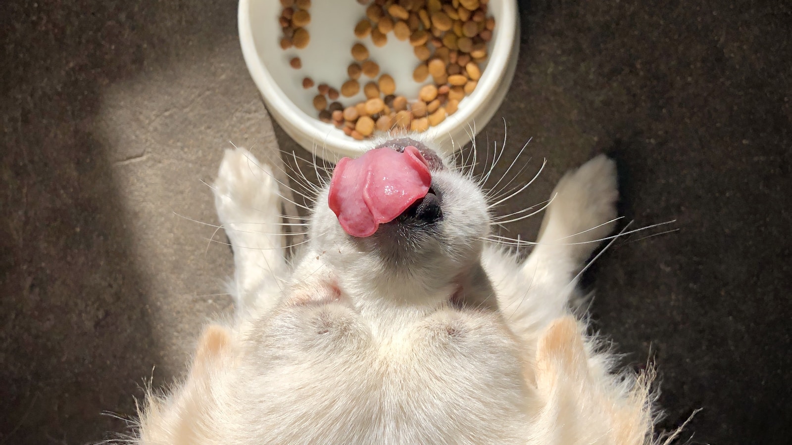 Why Your Dog Eats Too Fast and Practical Ways to Slow Down - Dog Life Made Simple
