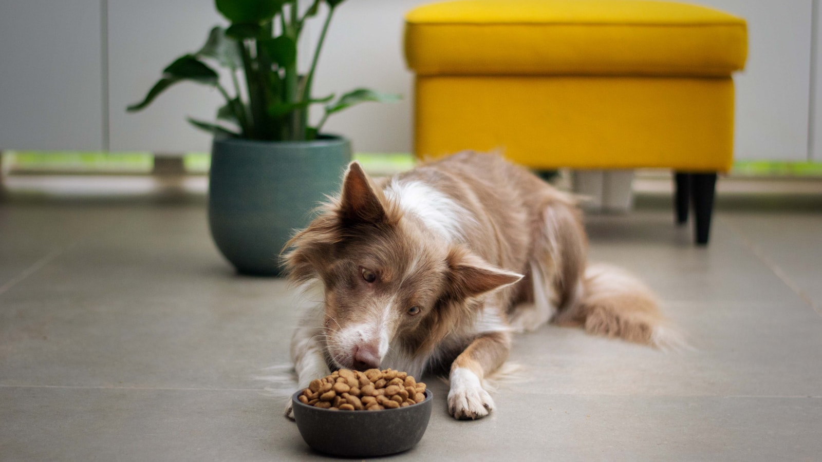 How to Set Up a Cleaner Dog Feeding Station - Dog Life Made Simple